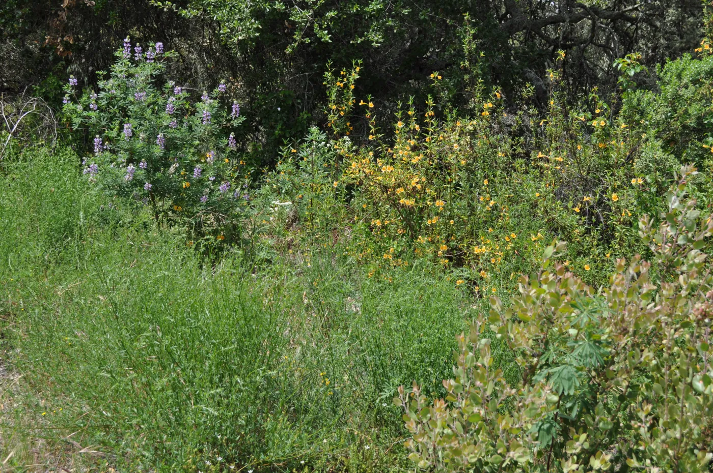 Garden field trip to Indian Knob, San Luis Obispo county