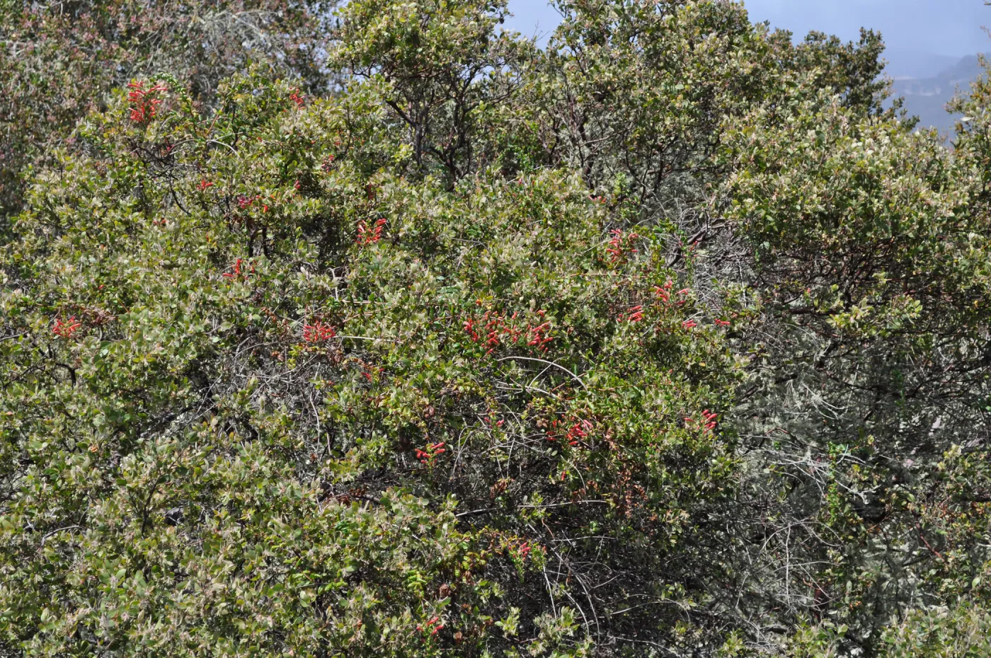 Garden field trip to Indian Knob, San Luis Obispo county