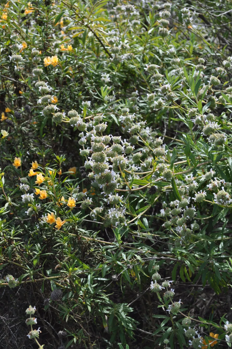 Garden field trip to Indian Knob, San Luis Obispo county