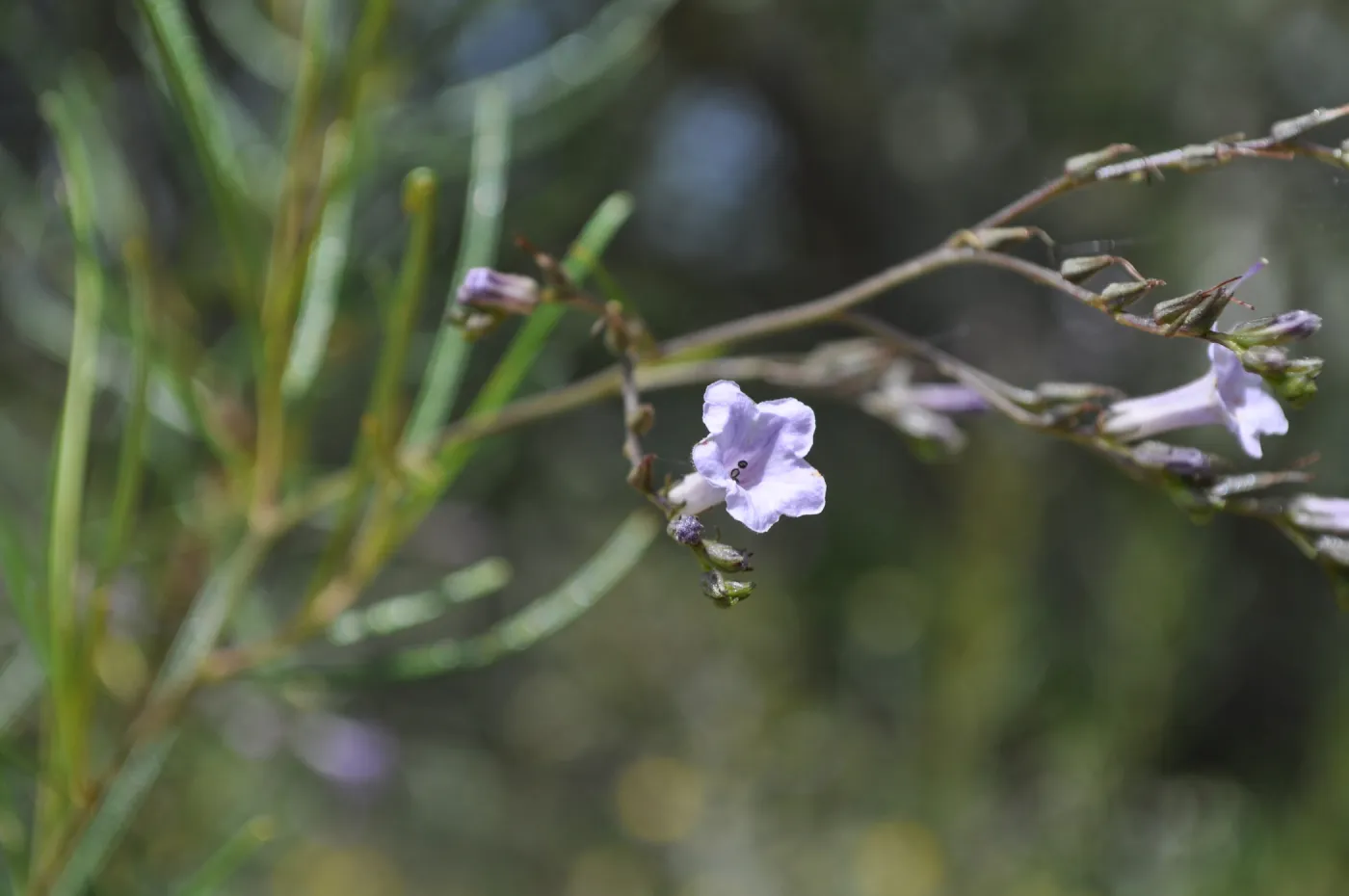 Garden field trip to Indian Knob, San Luis Obispo county