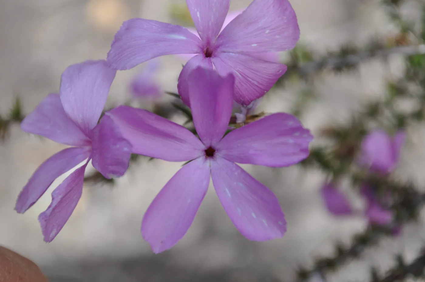 Garden field trip to Indian Knob, San Luis Obispo county