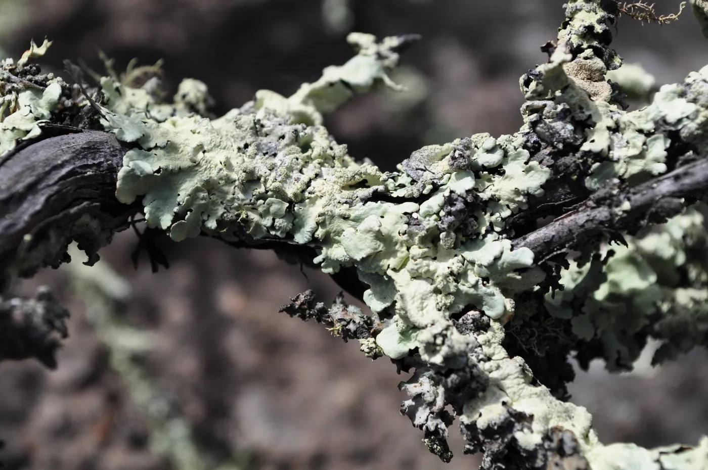 Garden field trip to Indian Knob, San Luis Obispo county
