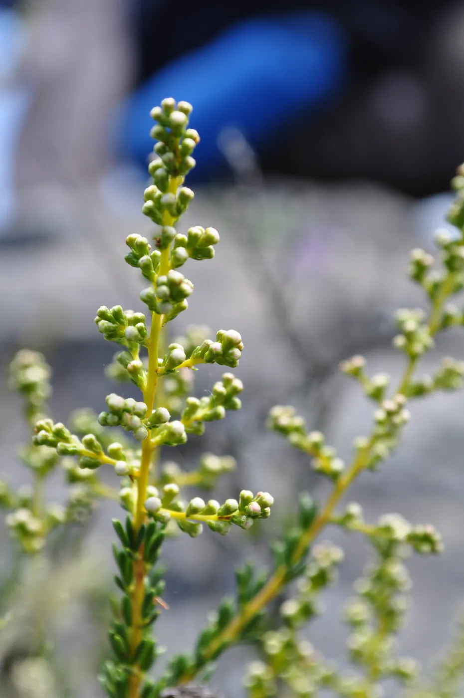Garden field trip to Indian Knob, San Luis Obispo county