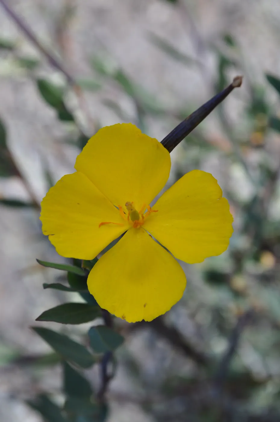 Garden field trip to Indian Knob, San Luis Obispo county