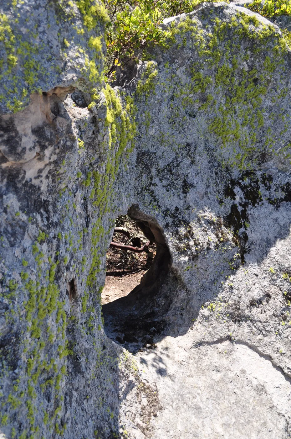 Garden field trip to Indian Knob, San Luis Obispo county