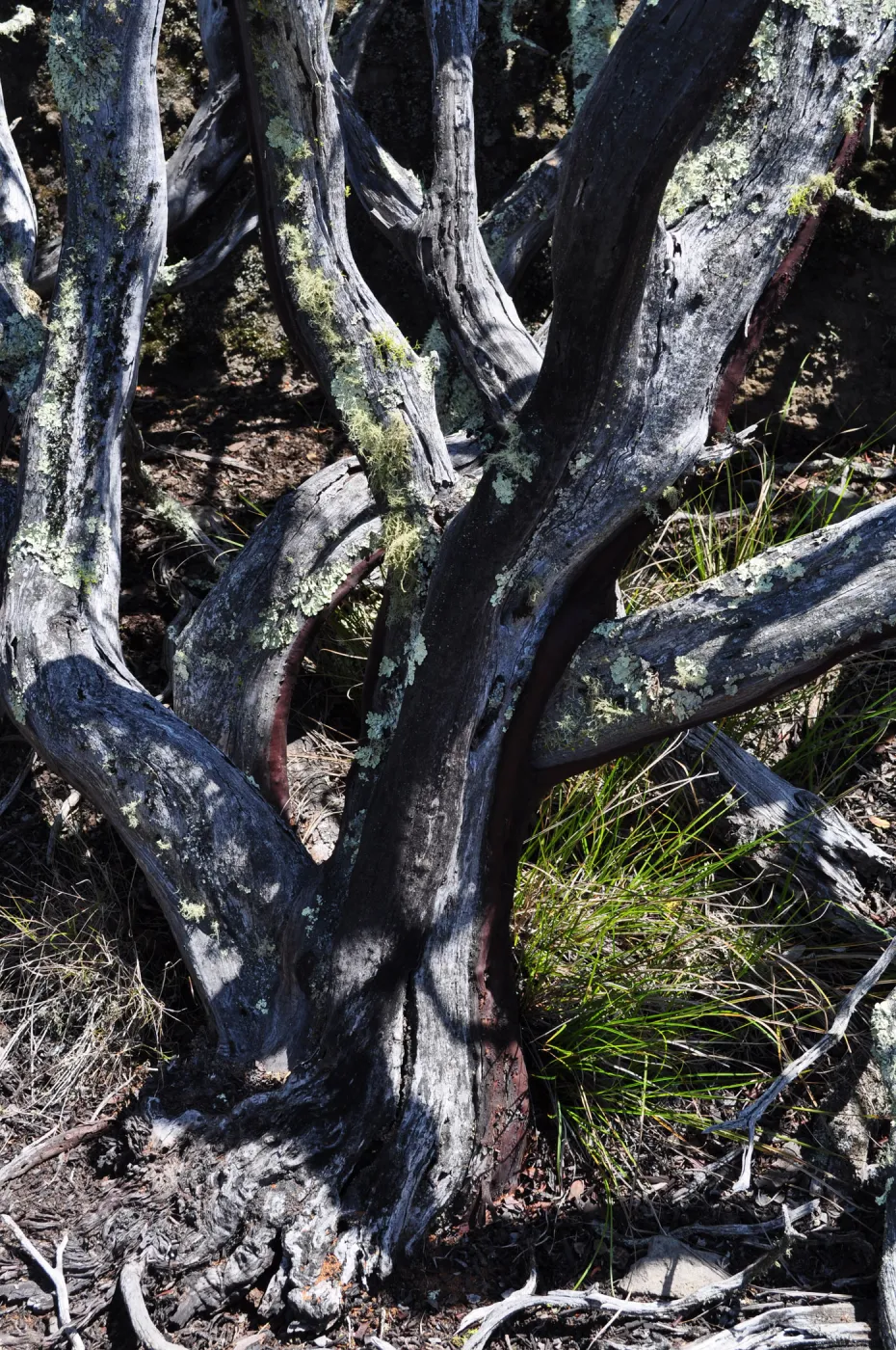 Garden field trip to Indian Knob, San Luis Obispo county