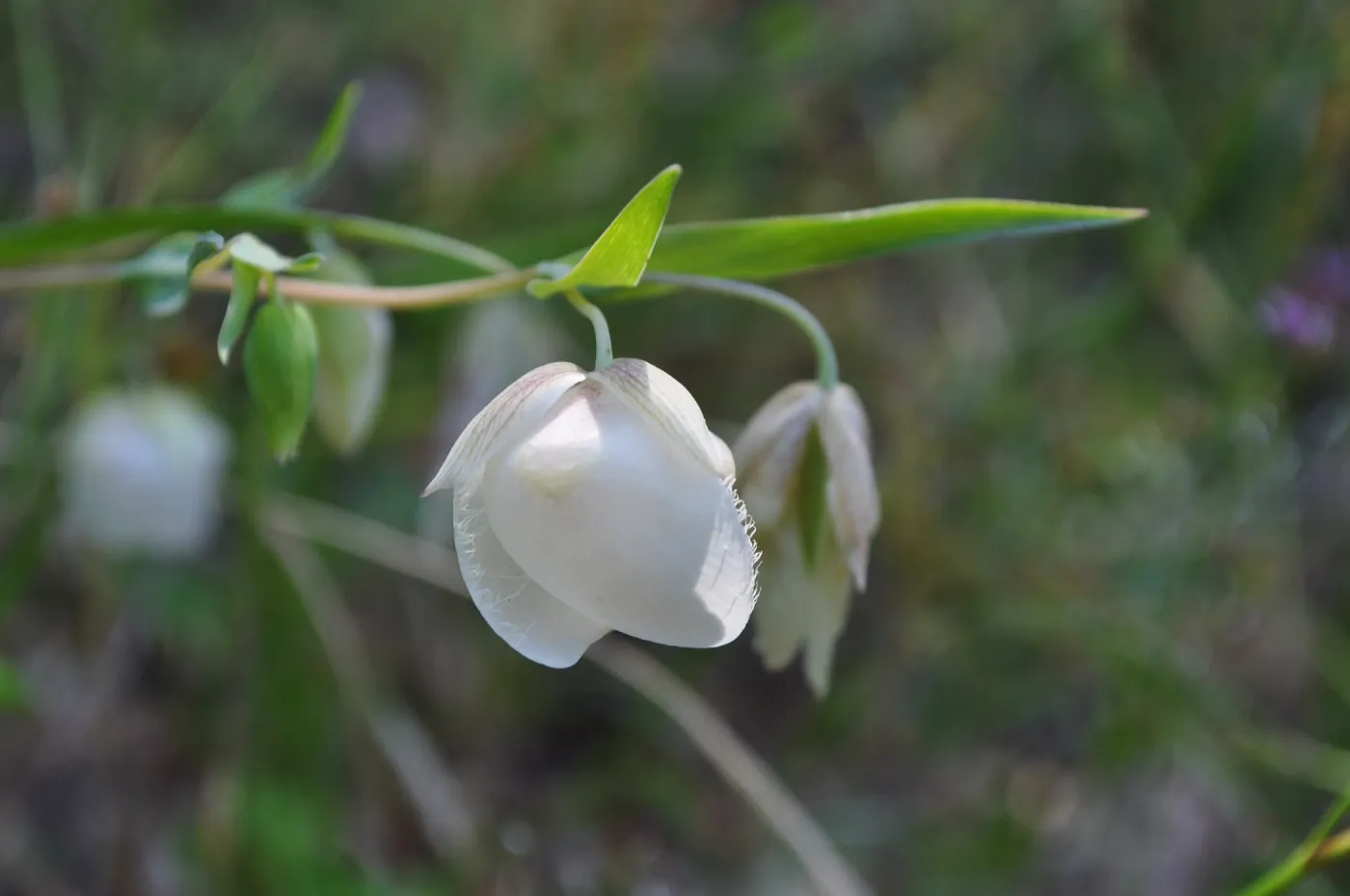 Garden field trip to Indian Knob, San Luis Obispo county