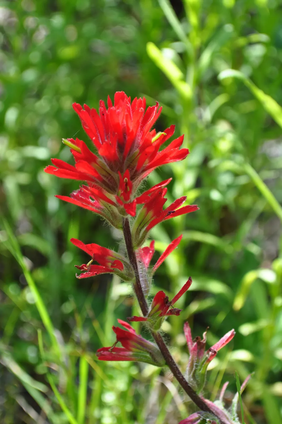 Garden field trip to Indian Knob, San Luis Obispo county