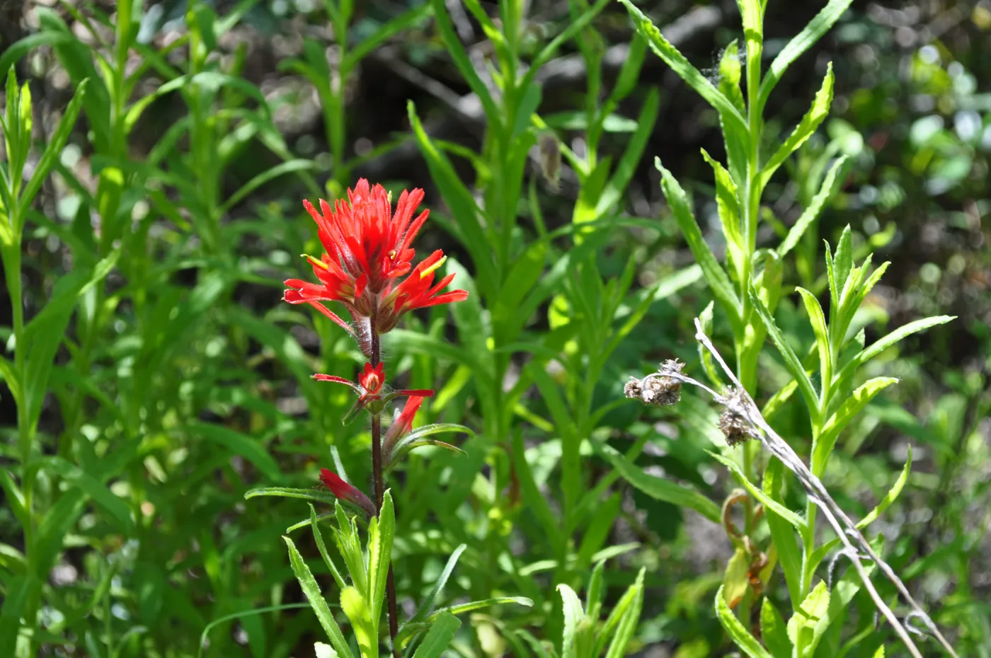 Garden field trip to Indian Knob, San Luis Obispo county