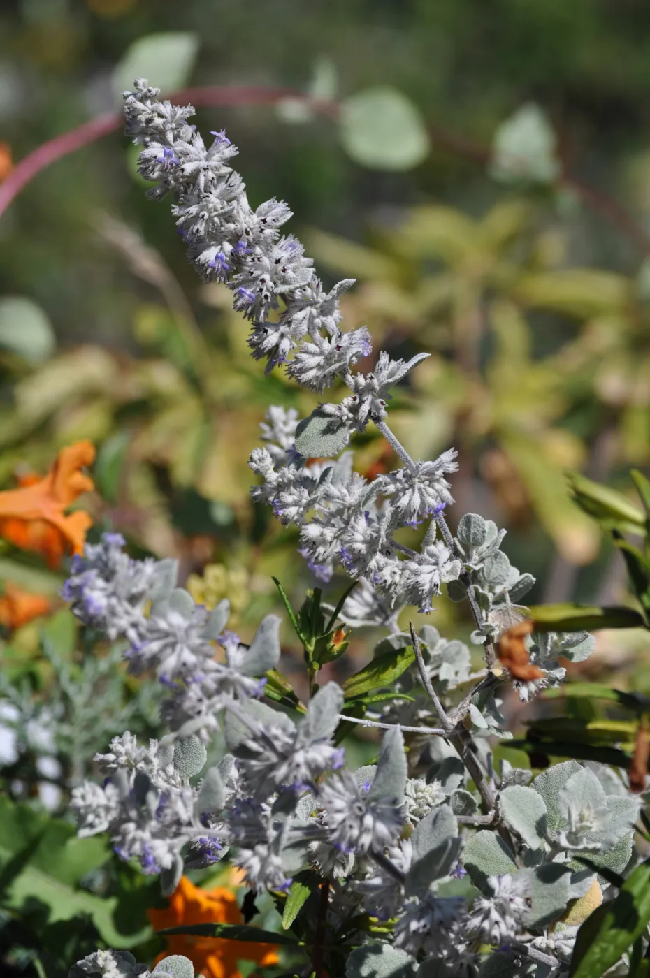 Hyptis 'Silver Lining'