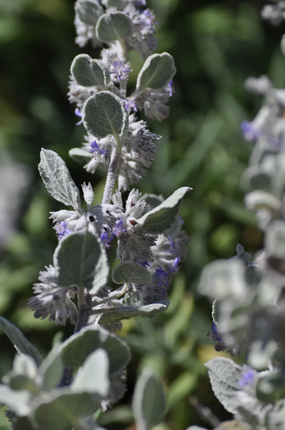 Hyptis 'Silver Lining'