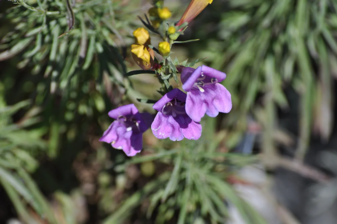 Penstemon heterophyllus