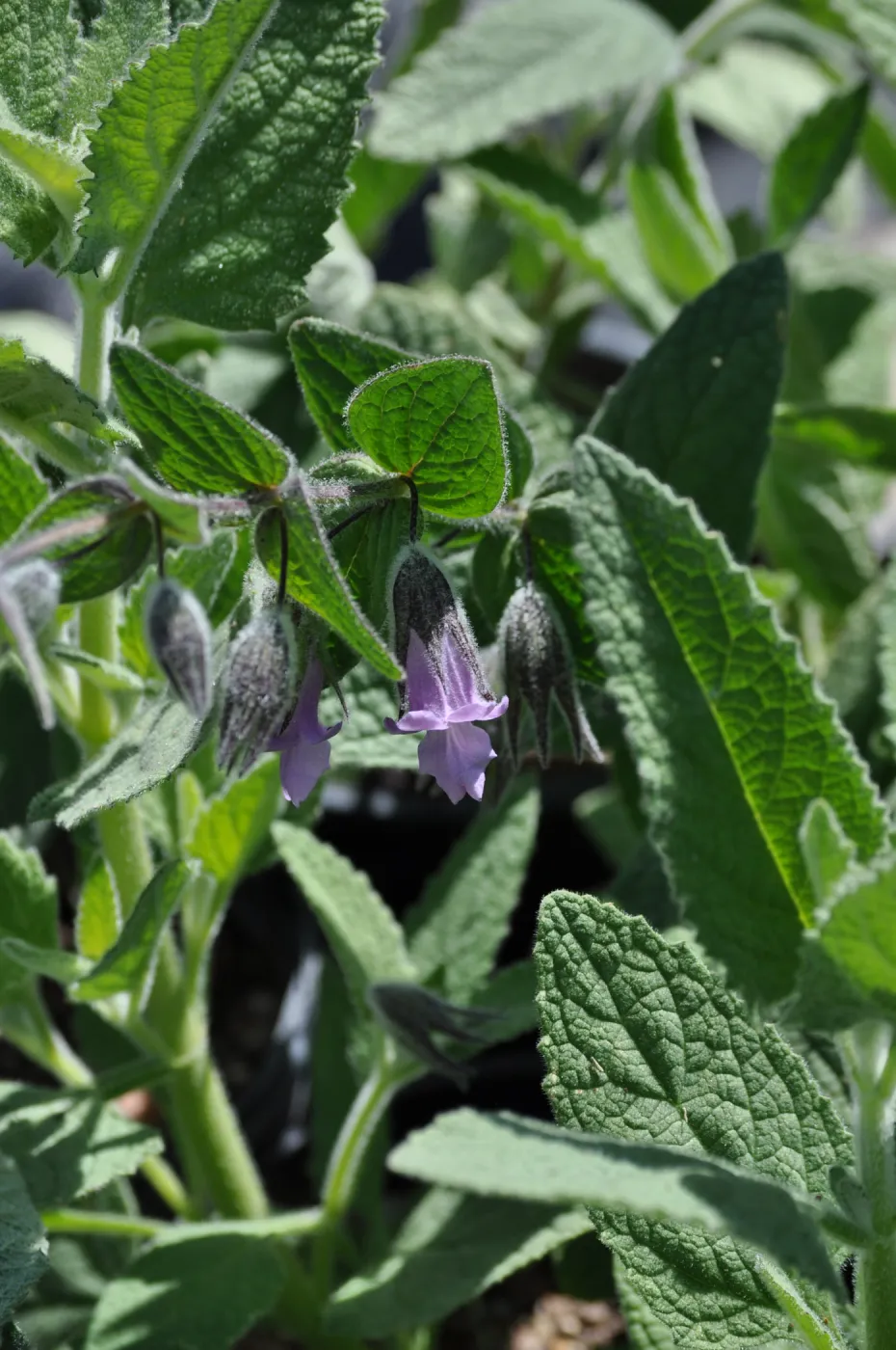 Lepechinia 'El Tigre'