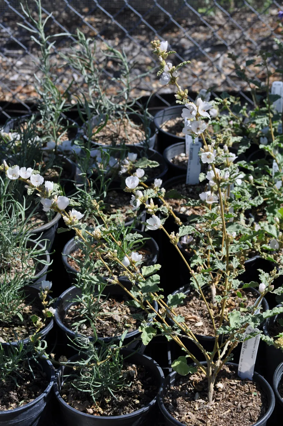 Shpaeralcea 'La Luna'