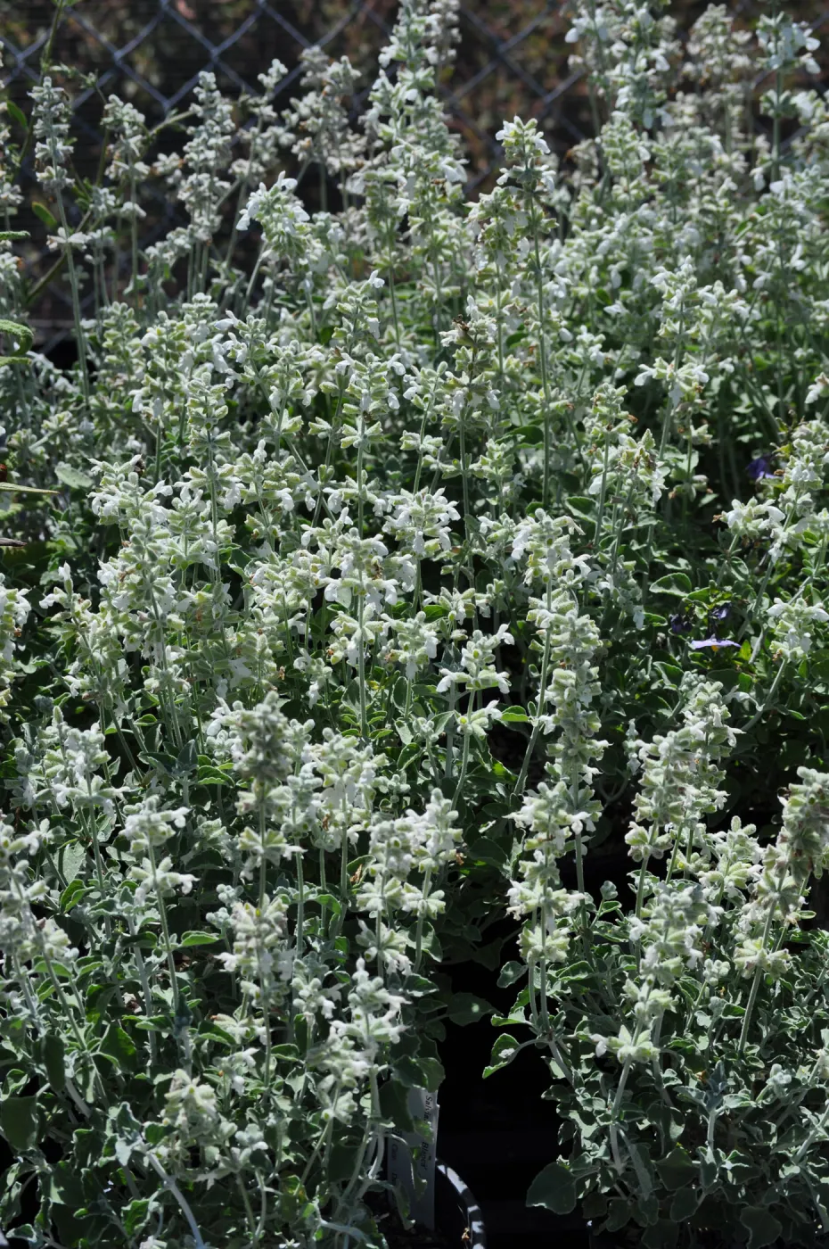 Salvia 'Baja Blanca'