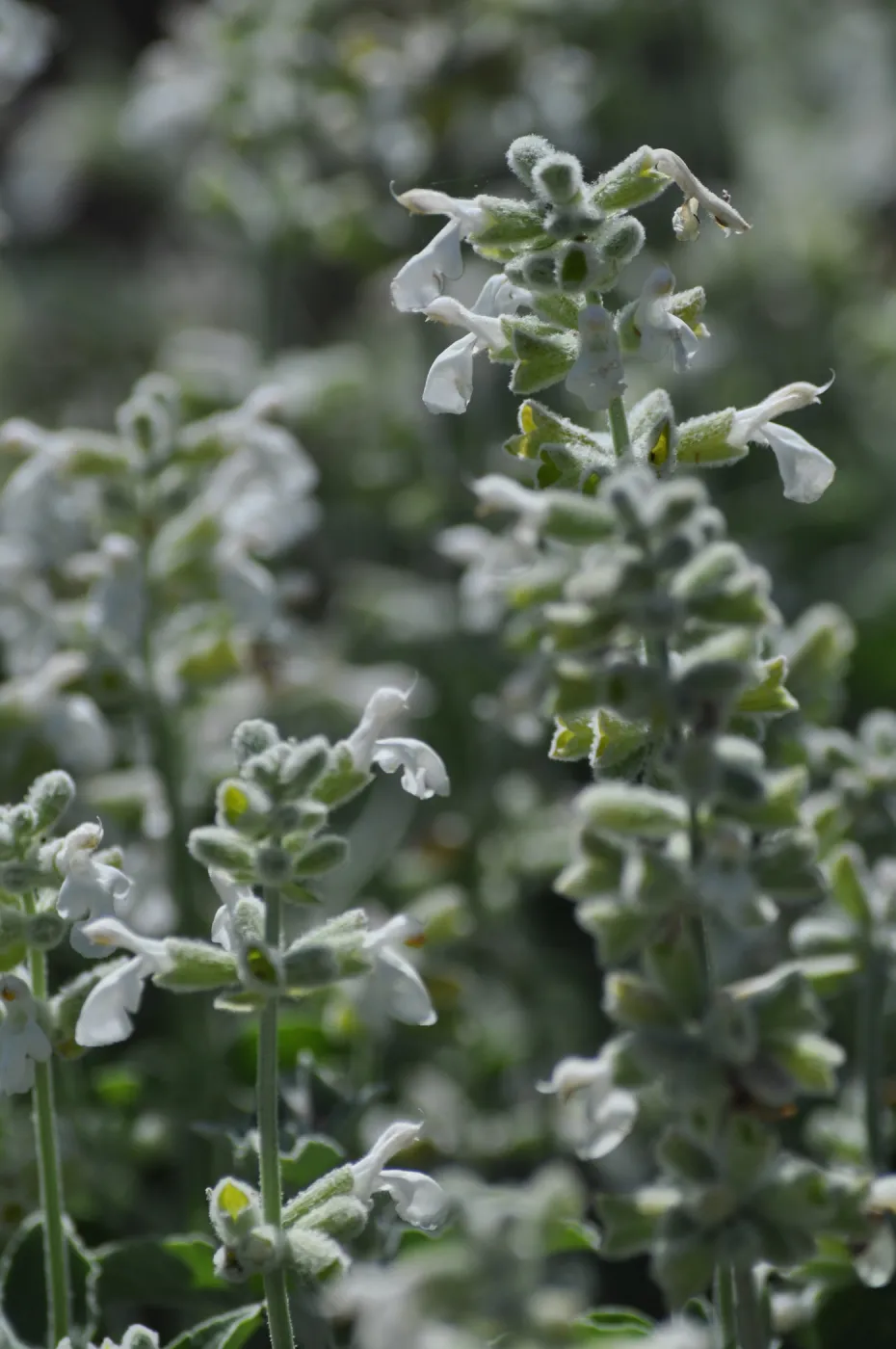 Salvia 'Baja Blanca'