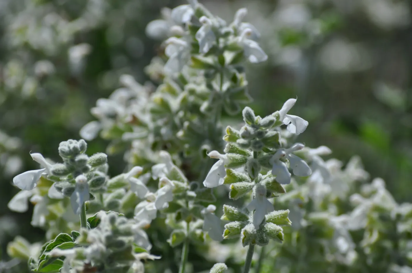 Salvia 'Baja Blanca'