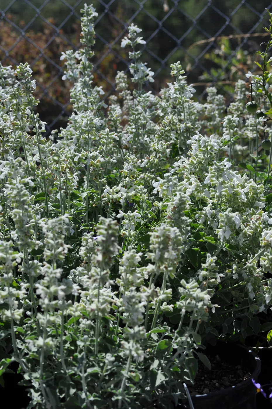 Salvia 'Baja Blanca'