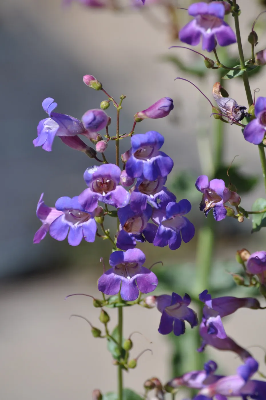 Penstemon spectabilis for PIP