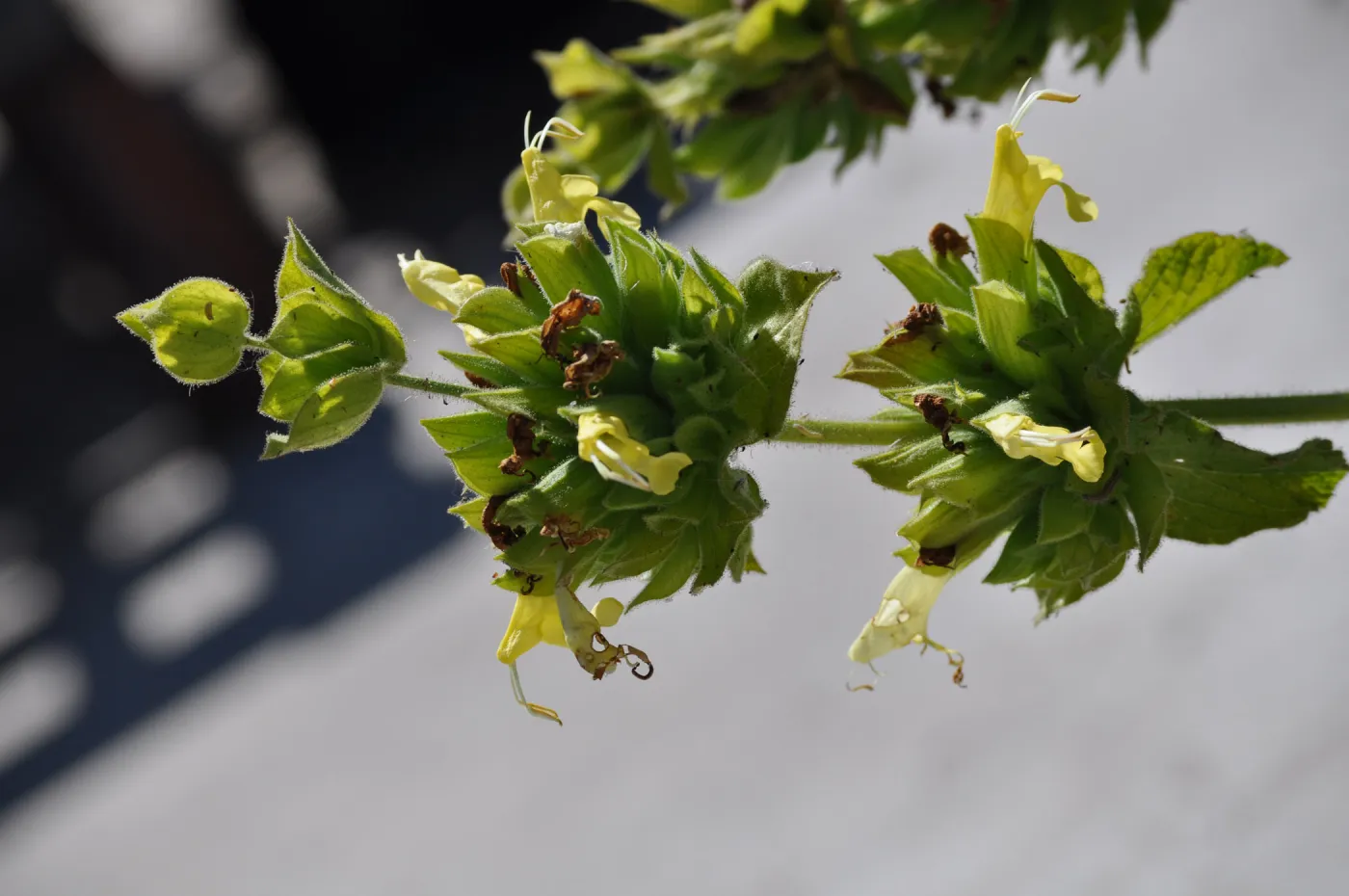 Salvia 'Avis Keedy'