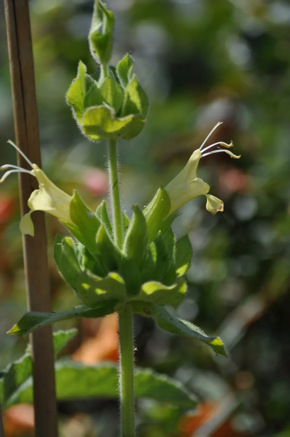 Salvia 'Avis Keedy'