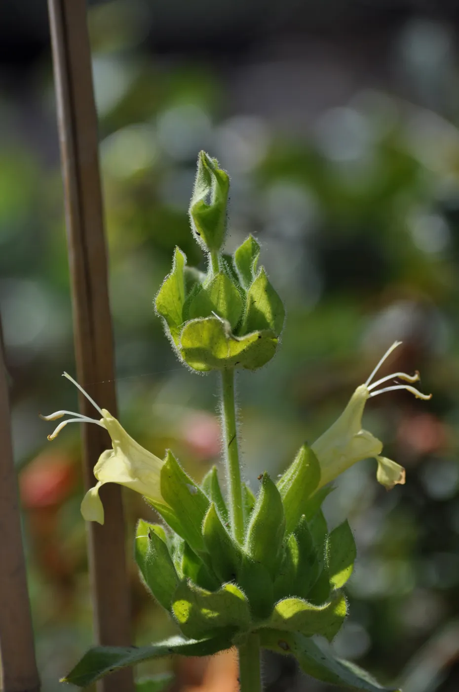 Salvia 'Avis Keedy'