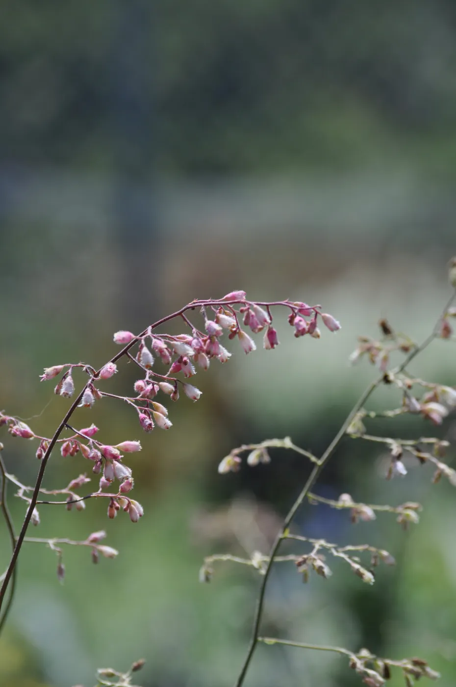 Heuchera 'Blushing Bells'