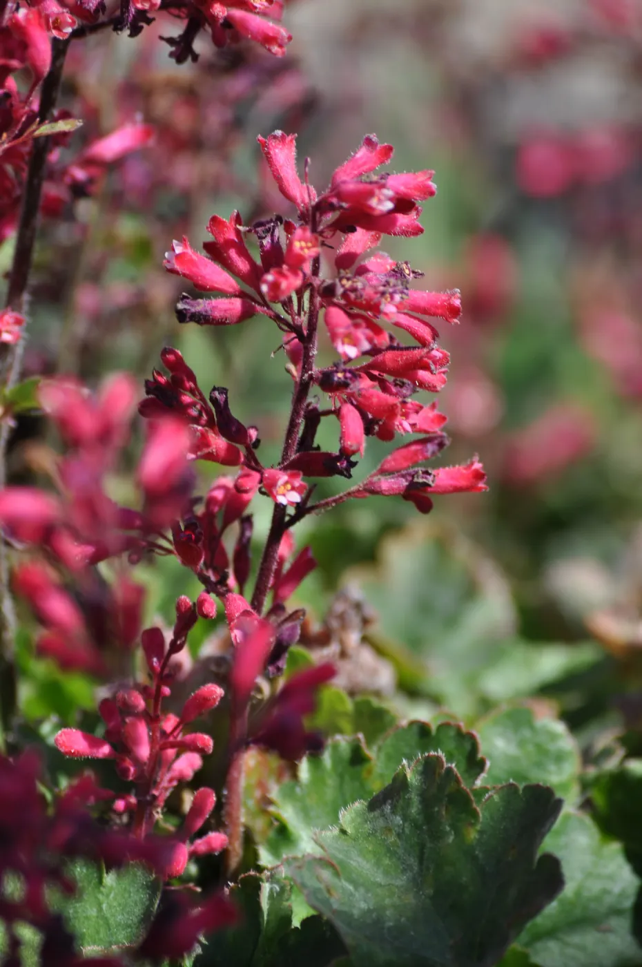 Heuchera 'Canyon Delight'