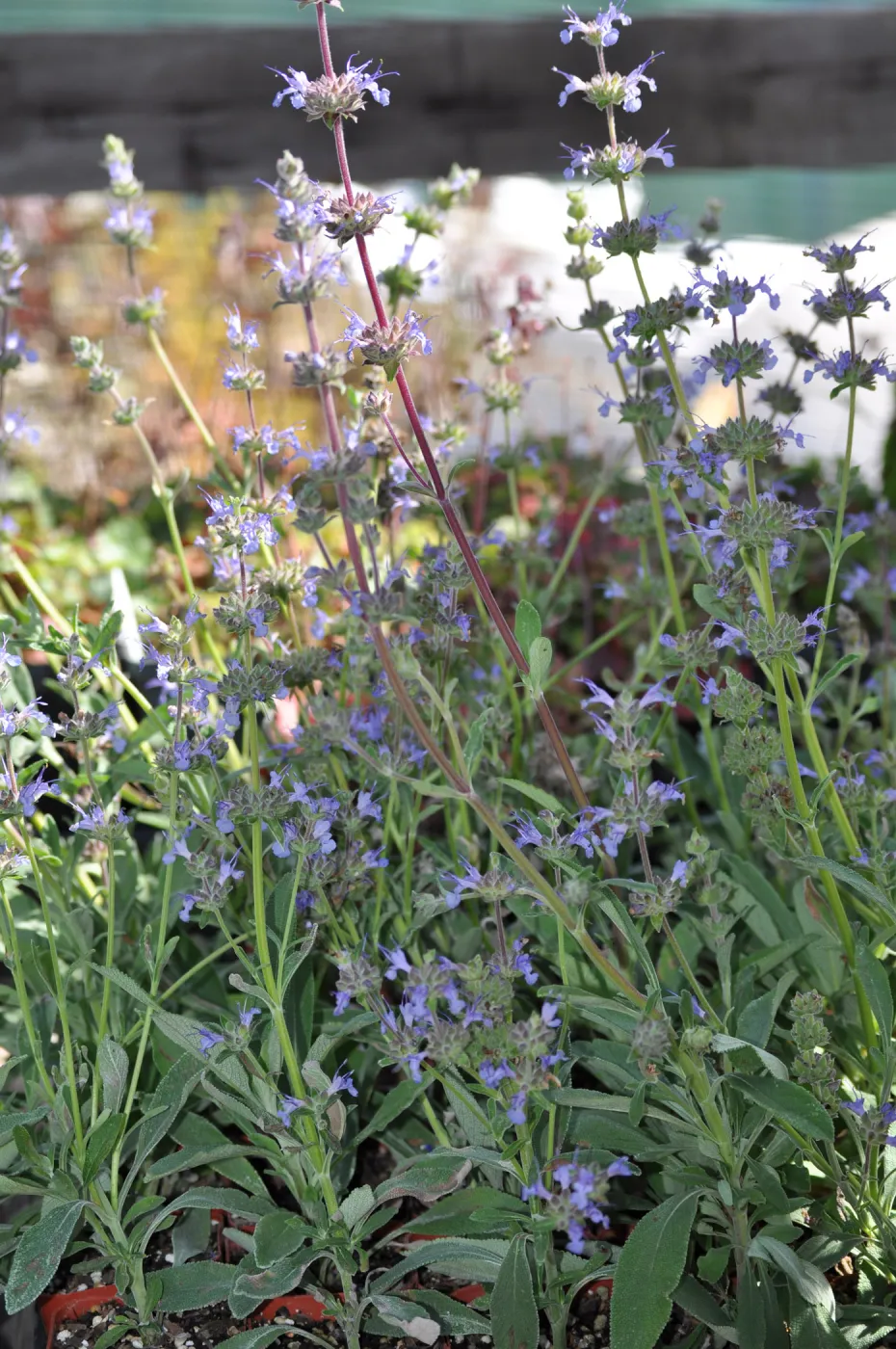 Salvia 'Dara's Choice'