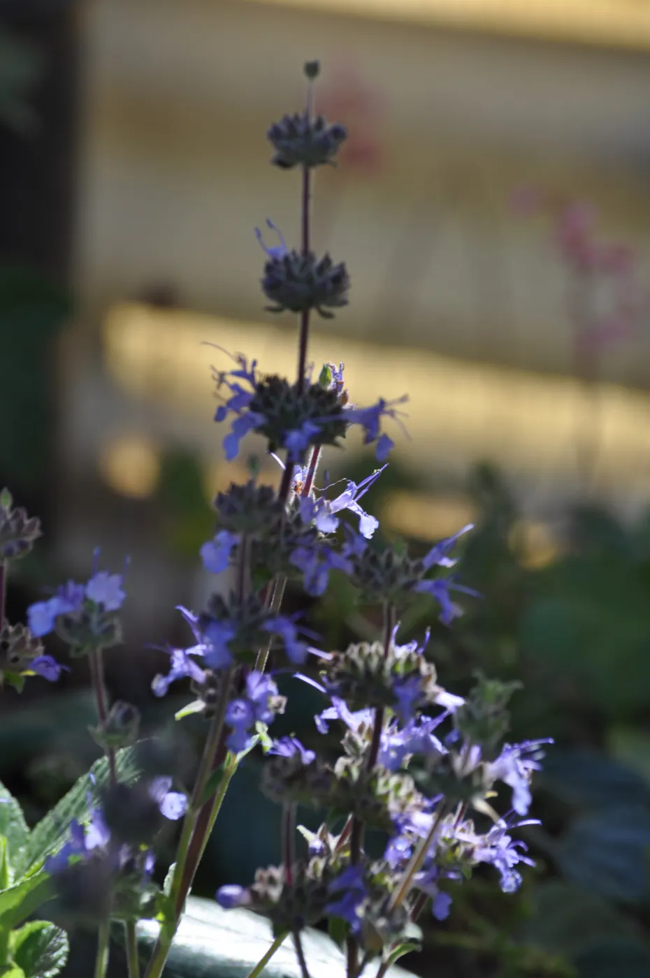 Salvia 'Dara's Choice'