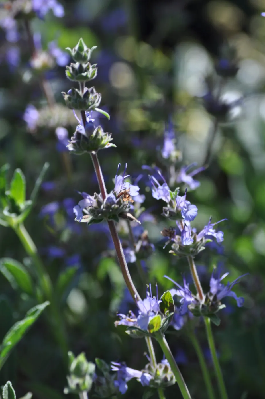 Salvia 'Dara's Choice'