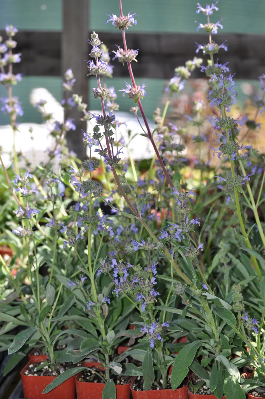 Salvia 'Dara's Choice'