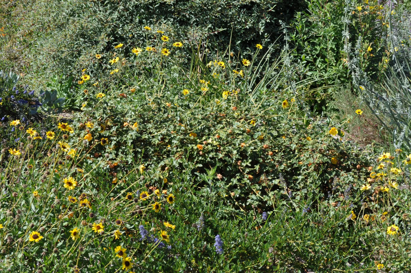 Fremontodendron 'Dara's Gold'