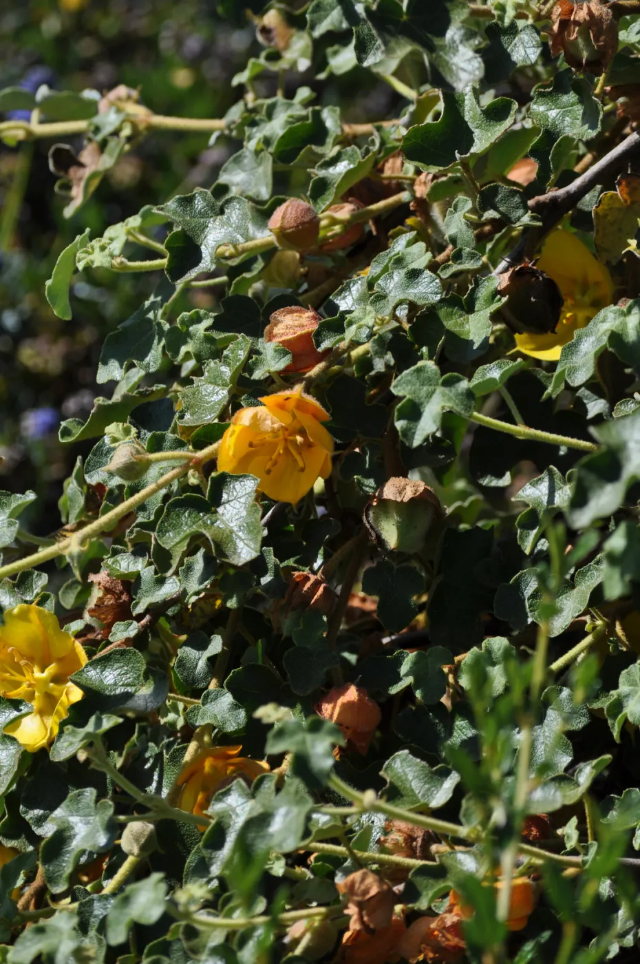 Fremontodendron 'Dara's Gold'