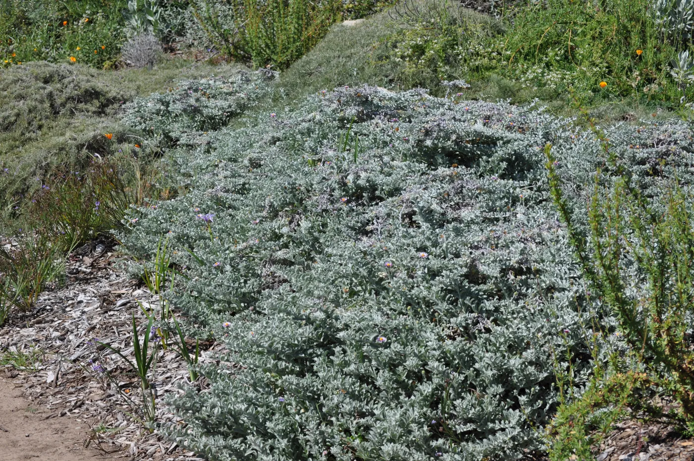 Lessingia 'Smart Aster'