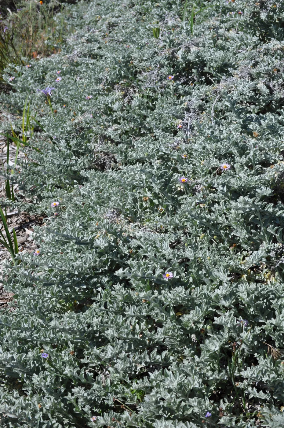 Lessingia 'Smart Aster'