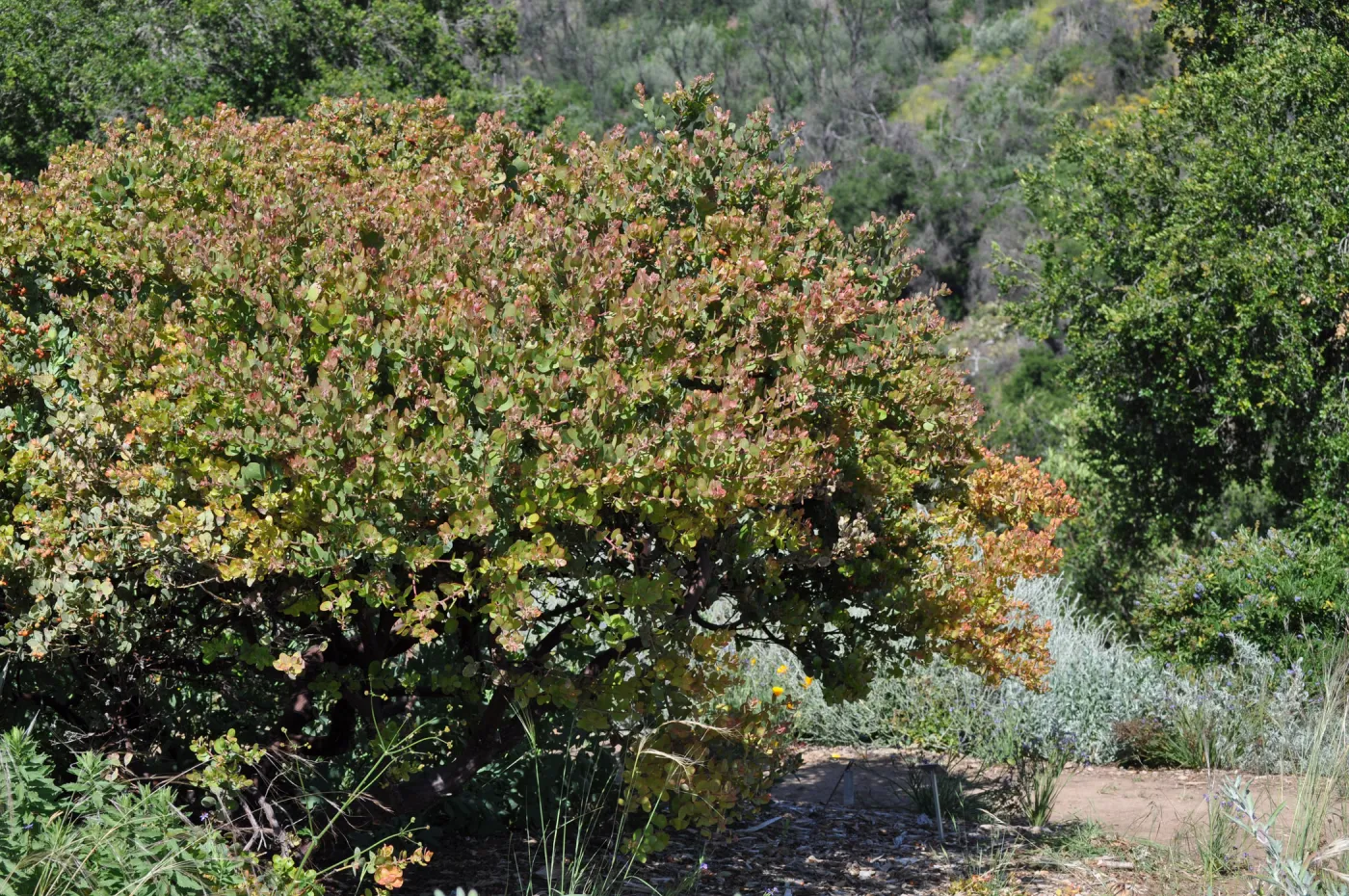Arctostaphylos 'Canyon Blush'