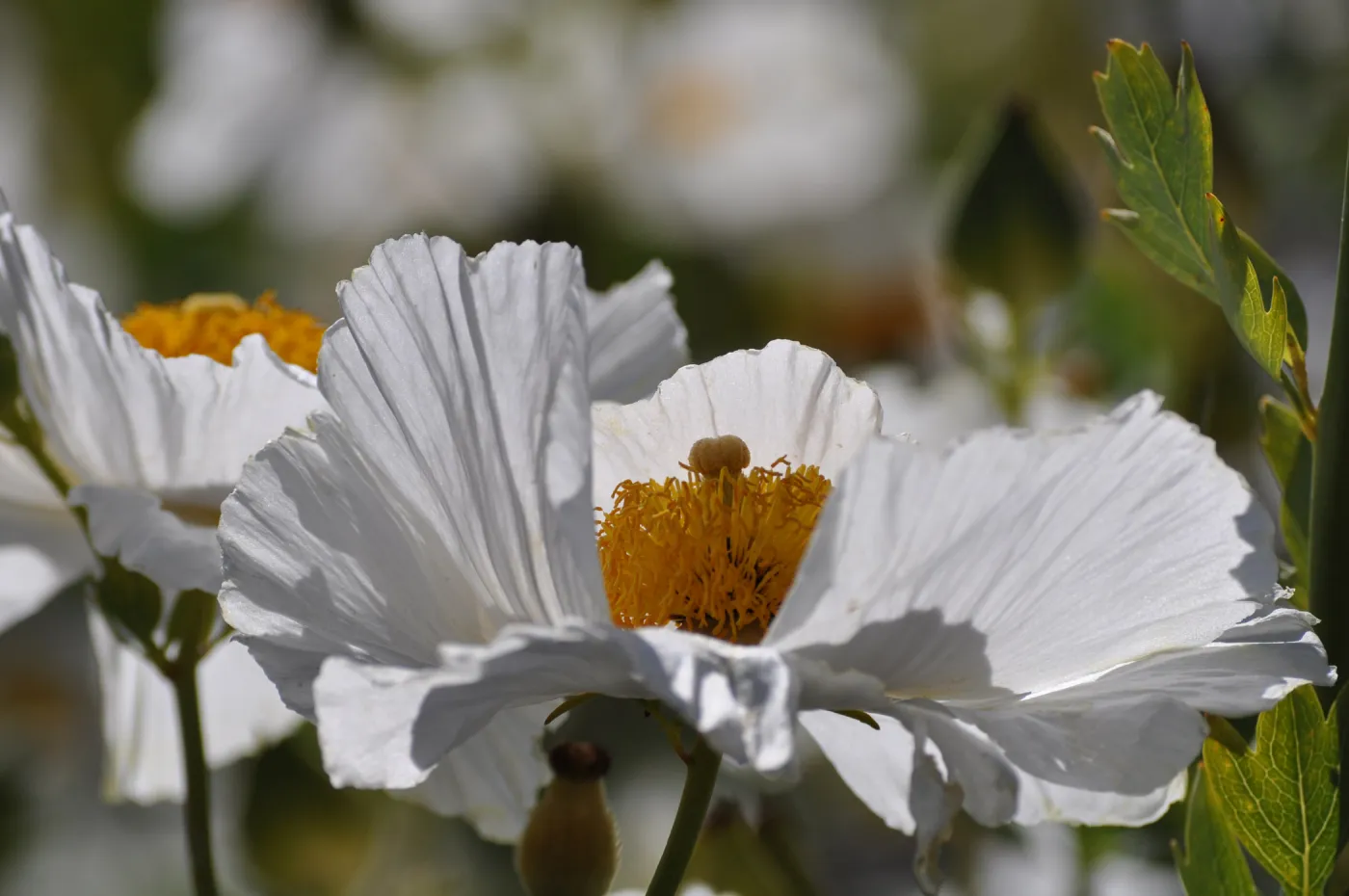 Romneya 'Butterfly' matilija poppy