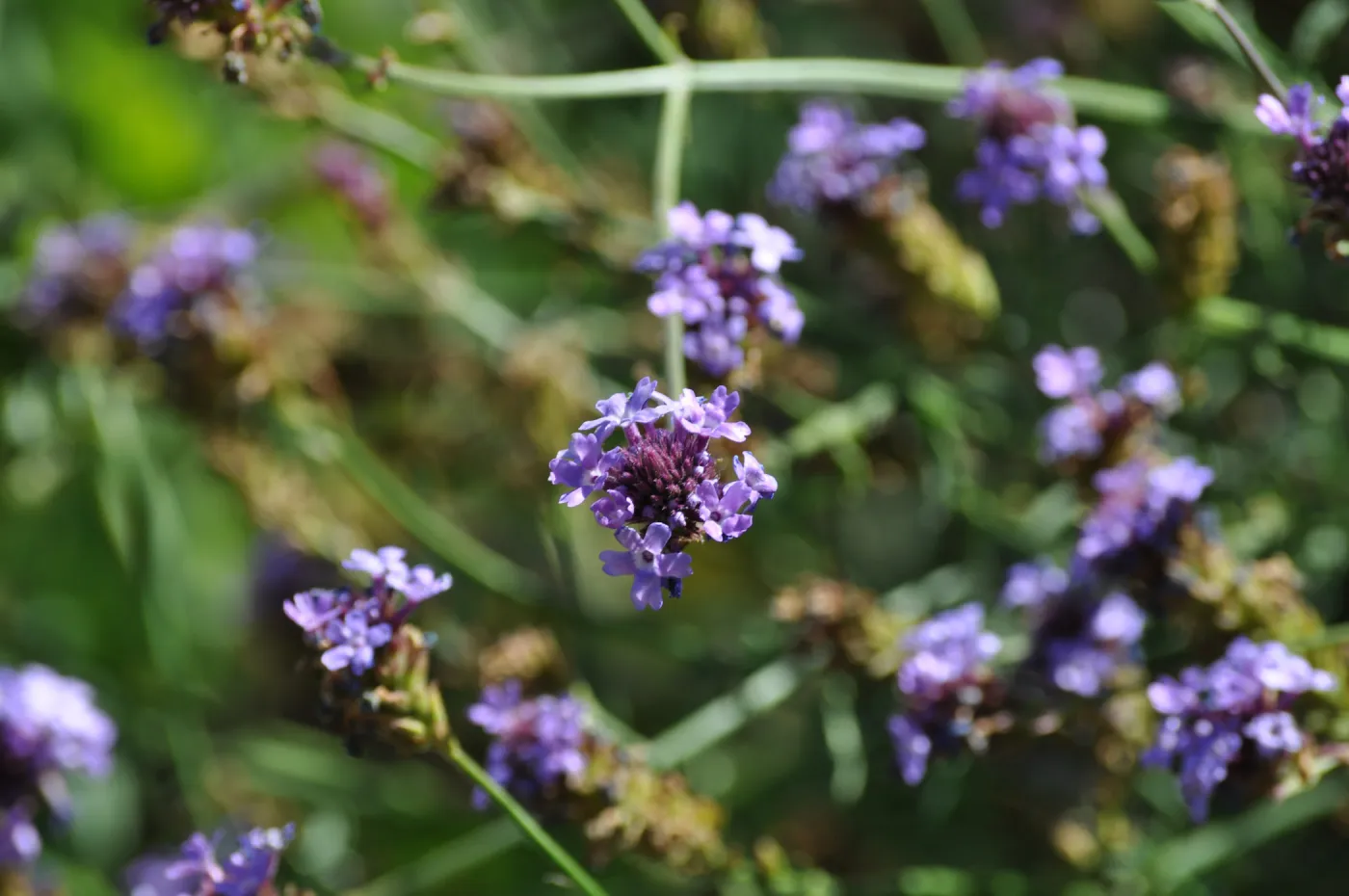 Verbena 'de la Mina'
