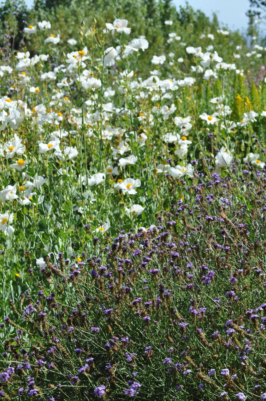 Verbena 'de la Mina', Romneya 'Butterfly'