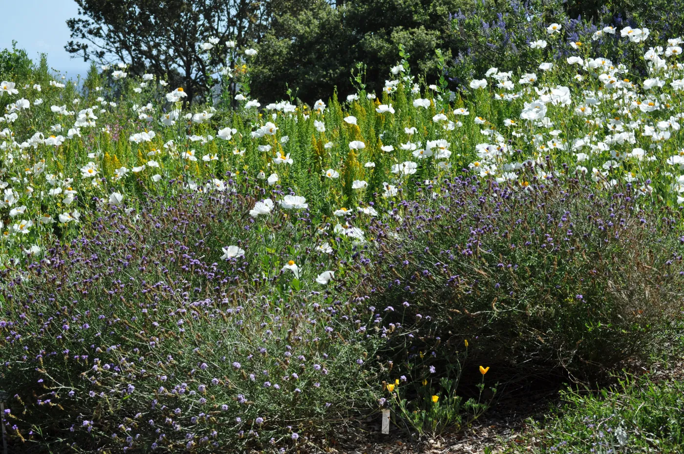 Verbena 'de la Mina', Romneya 'Butterfly'