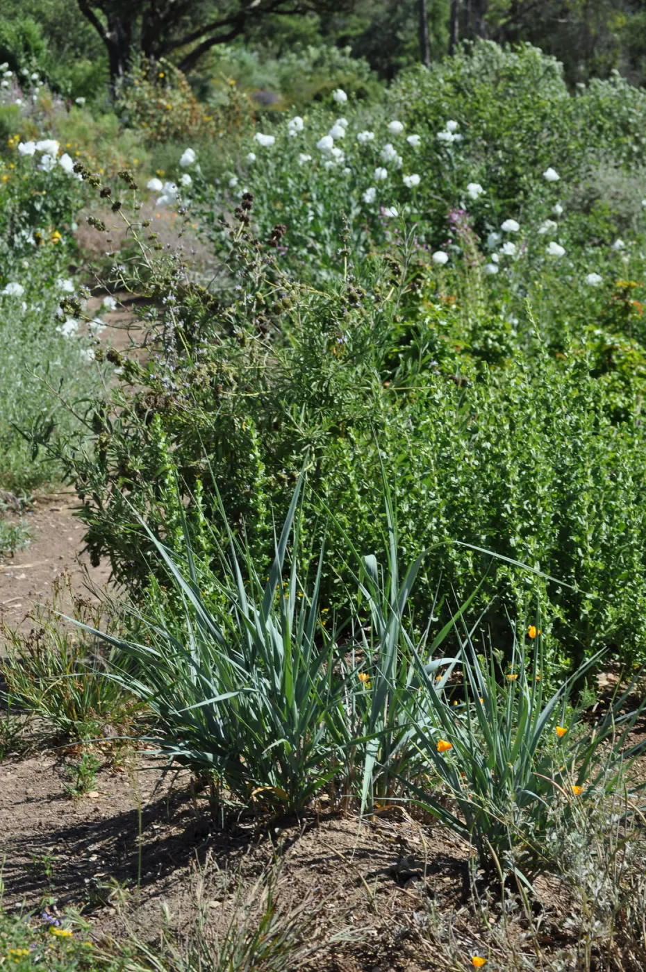 Leymus 'Canyon Prince'