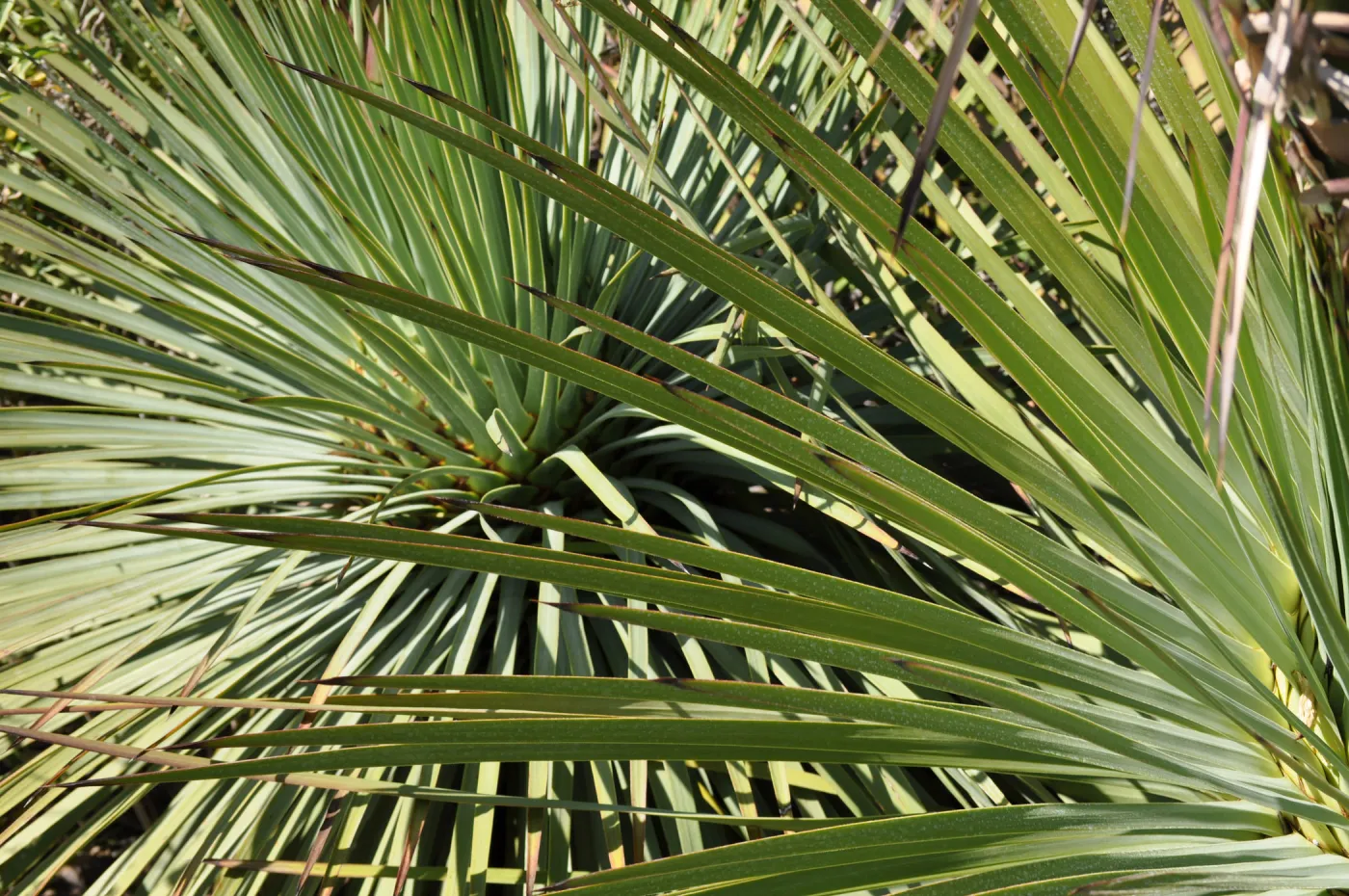 Yucca whipplei, Porter Trail