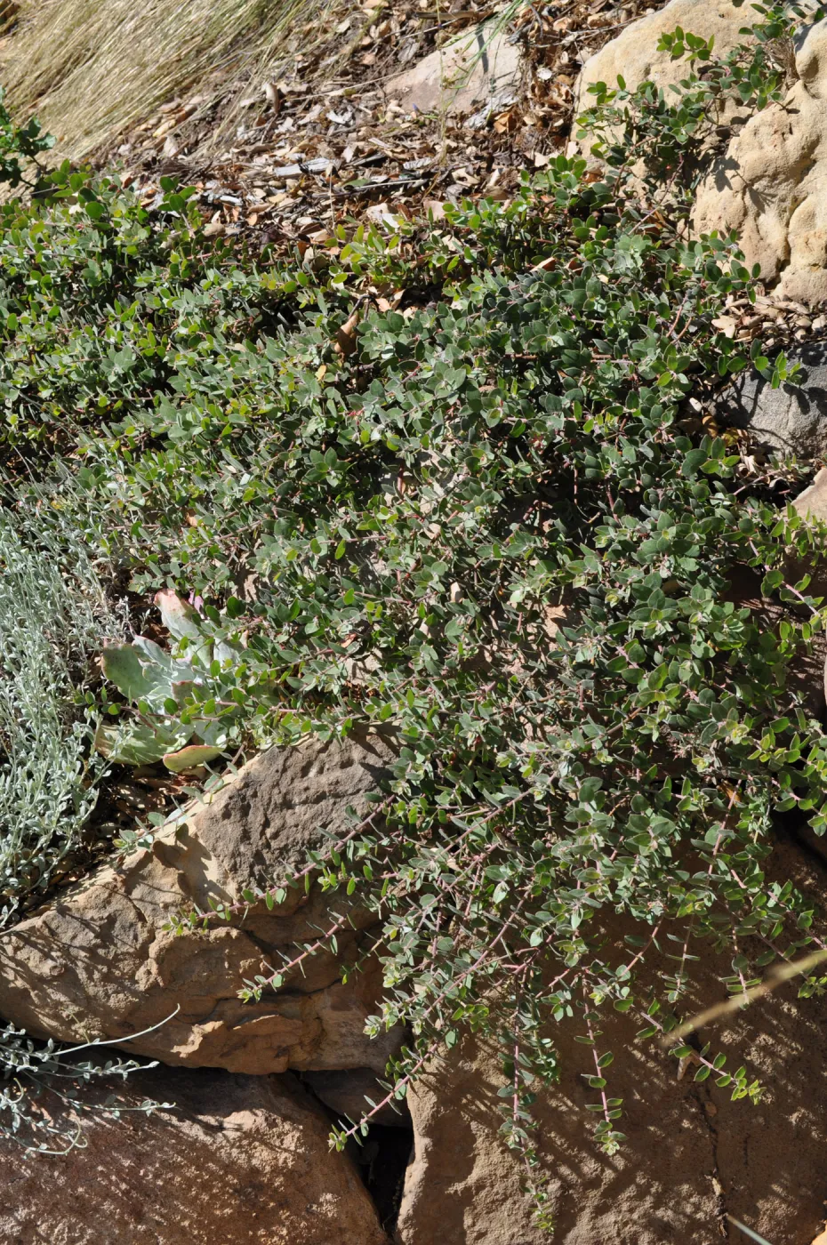 Arctostaphylos 'Arroyo Cascade'