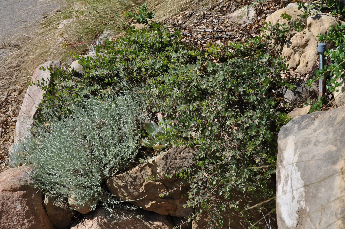 Arctostaphylos 'Arroyo Cascade'
