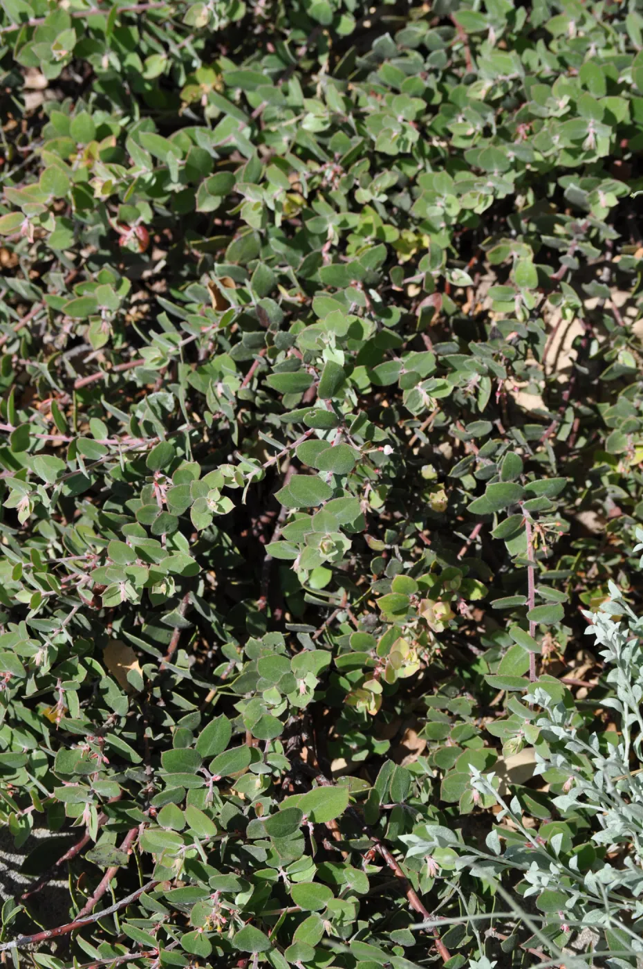 Arctostaphylos 'Arroyo Cascade'