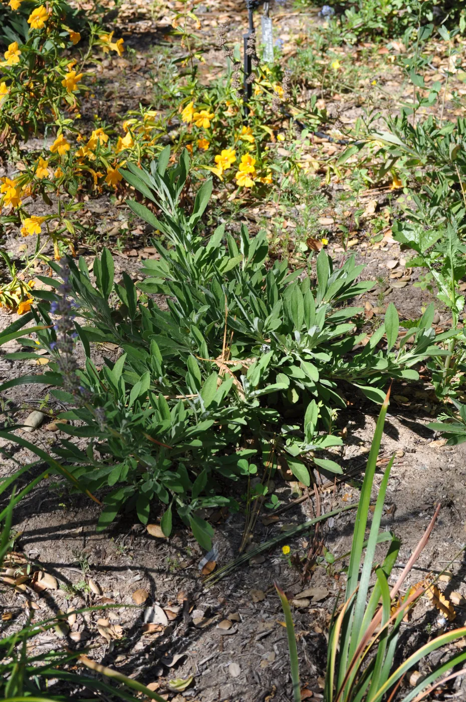 Salvia 'Dara's Choice'