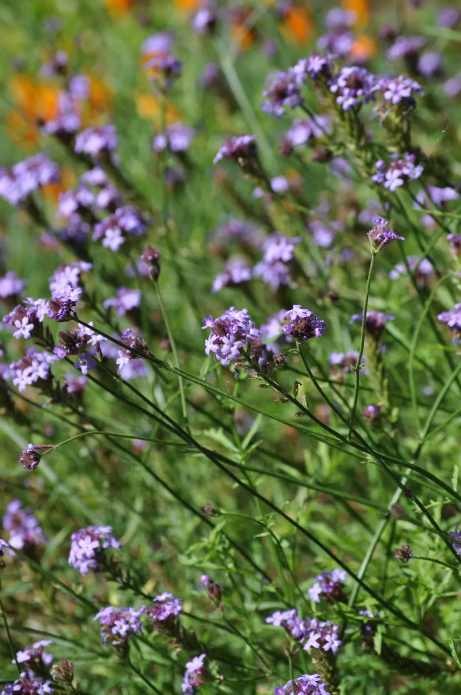Verbena 'De La Mina'