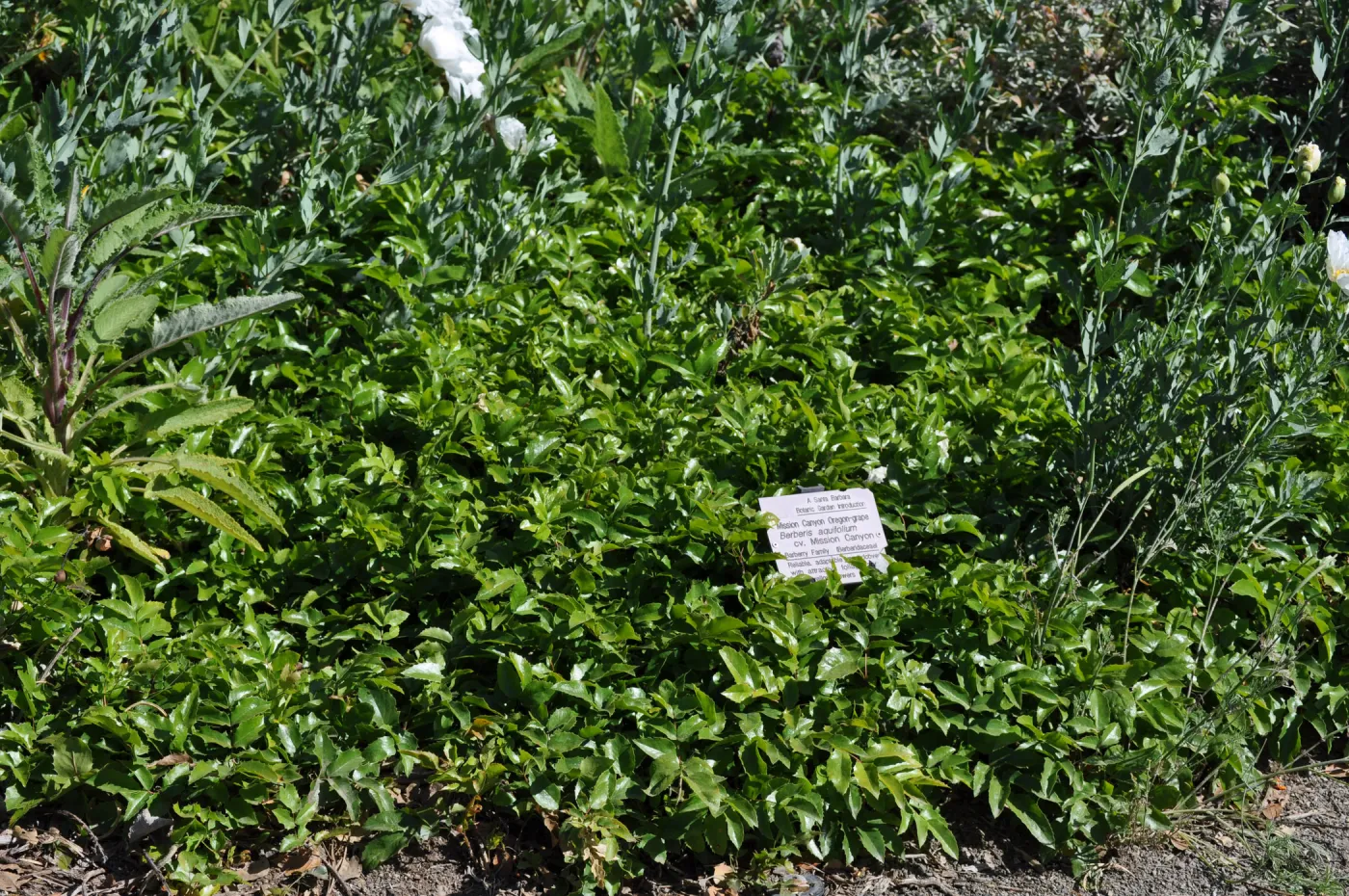 Berberis 'Mission Canyon'