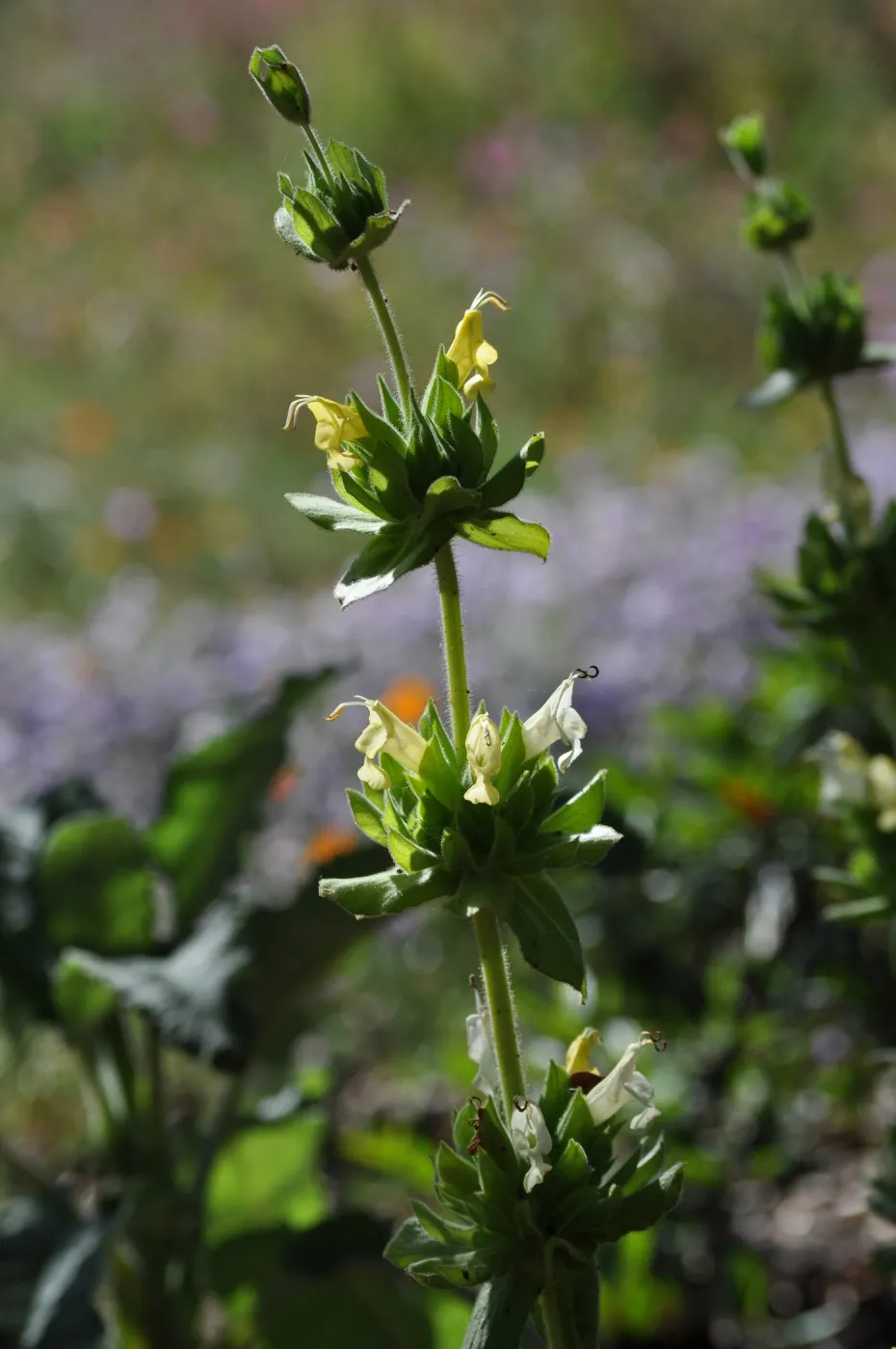 Salvia 'Avis Keedy'